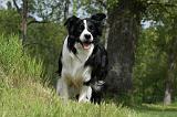 BORDER COLLIE 876